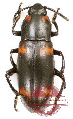 Erotylidae sp. 20