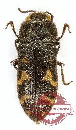 Acmaeodera bartoni