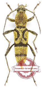 Chlorophorus arciferus