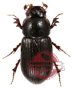 Aphodius sp. 1