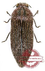 Acmaeodera (Paracmaeodera) albovillosa (A2)