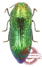 Acmaeodera (Paracmaeodera) luculenta (A2)