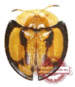 Aspidimorpha adhaerens