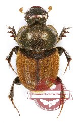 Onthophagus sp. 19