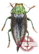 Chrysodema (Galaeus) walkeri nigriventris