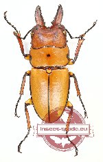 Prosopocoilus occipitalis ssp. ?