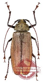 Xixuthrus penrousi (A2)