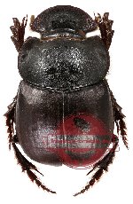 Catharsius sp. 2