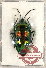 Scutellarinae sp. 33 (A2)