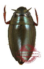 Gyrinidae sp. 4 (2 pcs)