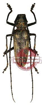 Batocera timorlautensis