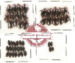 Scientific lot no. 43 Dytiscidae (46 pcs)