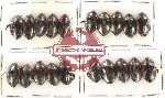 Scientific lot no. 38 Dytiscidae (20 pcs)