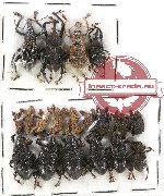 Scientific lot no. 357A Curculionidae (18 pcs)