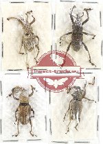 Scientific lot no. 362 Curculionidae (4 pcs A, A-, A2)