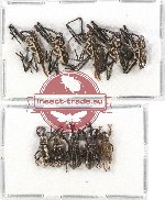 Scientific lot no. 339A Curculionidae (10 pcs)