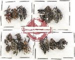 Scientific lot no. 369 Curculionidae (15 pcs)