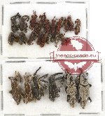 Scientific lot no. 349A Curculionidae (25 pcs)