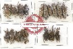 Scientific lot no. 335A Curculionidae (20 pcs)
