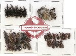 Scientific lot no. 337A Curculionidae (36 pcs)