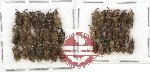 Scientific lot no. 344A Curculionidae (40 pcs)