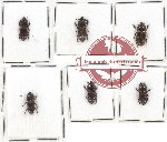 Scientific lot no. 22 Lucanidae (Figulus spp.) (6 pcs A-, A2)