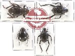 Scientific lot no. 202A Tenebrionidae (4 pcs - 2 pcs A2)