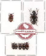 Scientific lot no. 44 Erotylidae (7 pcs)