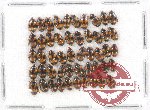 Scientific lot no. 69 Erotylidae (50 pcs)