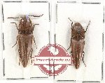 Scientific lot no. 91A Elateridae (2 pcs)