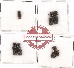 Bostrichidae Scientific lot no. 22 (7 pcs)