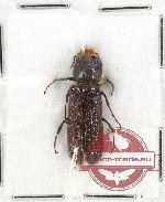 Bostrichidae Scientific lot no. 25 (1 pc)