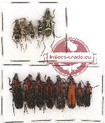 Scientific lot no. 86A Cerambycidae (13 pcs A, A-, A2)