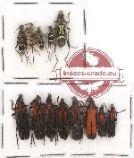 Scientific lot no. 86A Cerambycidae (13 pcs A, A-, A2)