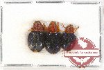 Scientific lot no. 67A Cleridae (3 pcs)