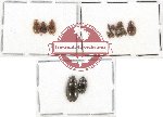 Hydrophilidae Scientific lot no. 71 (15 pcs)