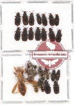 Scientific lot no. 563 Heteroptera (24 pcs)