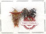 Scientific lot no. 556 Heteroptera (3 pcs A2)