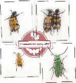 Scientific lot no. 32 Meloidae (5 pcs)