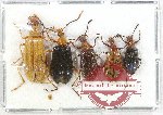 Scientific lot no. 19 Lagriidae (5 pcs A-, A2)