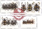 Scientific lot no. 40 Endomychidae (17 pcs - 5 pcs A2)