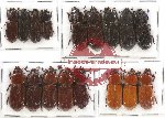 Scientific lot no. 80 Passalidae (17 pcs)