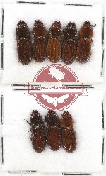 Scientific lot no. 84 Passalidae (8 pcs)
