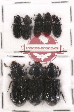 Scientific lot no. 76A Passalidae (8 pcs)