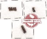 Bostrichidae Scientific lot no. 23 (6 pcs)