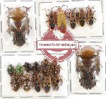 Scientific lot no. 568 Heteroptera (18 pcs)