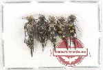 Scientific lot no. 1AB Mordellidae (5 pcs)