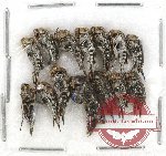 Scientific lot no. 33 Mordellidae (14 pcs)