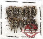 Scientific lot no. 37 Mordellidae (13 pcs)