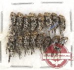 Scientific lot no. 32 Mordellidae (16 pcs)